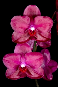 Phalaenopsis San Jacinto Fancy Rose Susan AM/AOS 81 pts.